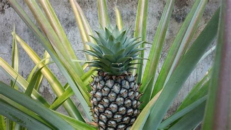 How To Care For A Pineapple Plant Indoor Houseplant — Empress Of Dirt