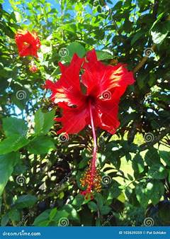 Craigslist Big Island Plants