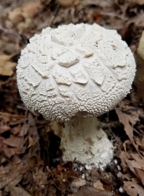 Divinebunbuns Rugged Rural Missouri Pretty Poisonous Fall Mushrooms