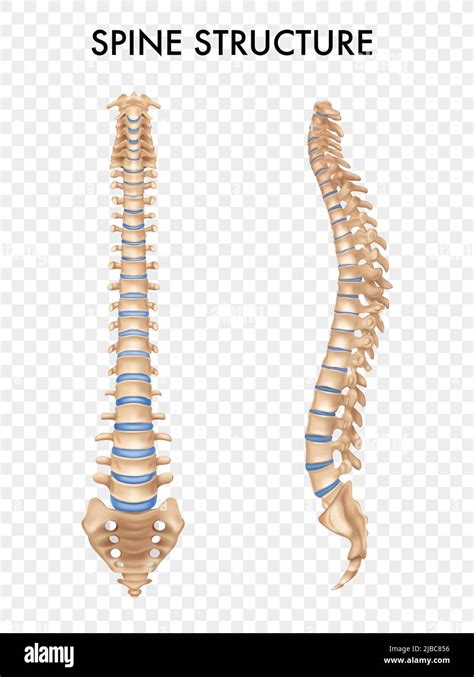 Spinal Column Anatomy Side Front Views Set Realistic Human Skeleton