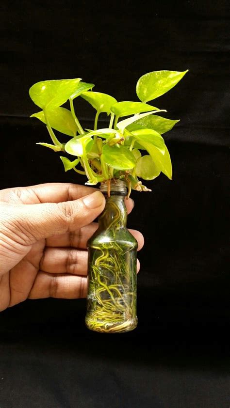 Maybe you would like to learn more about one of these? Houseplants In Bottles: How To Grow Plants In Water ...