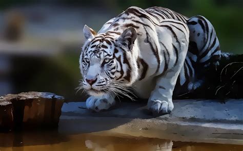 Wallpaper Id 597858 Feline Black White Tiger Drinking Cat Water