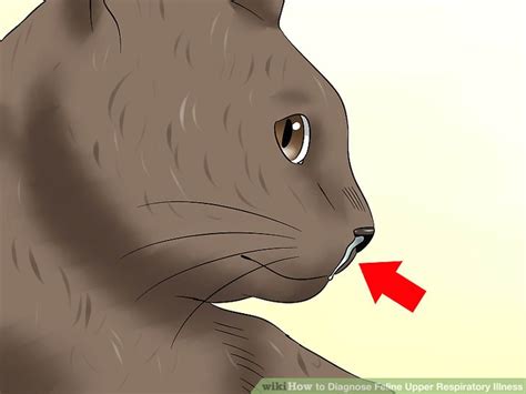 How To Diagnose Feline Upper Respiratory Illness 10 Steps