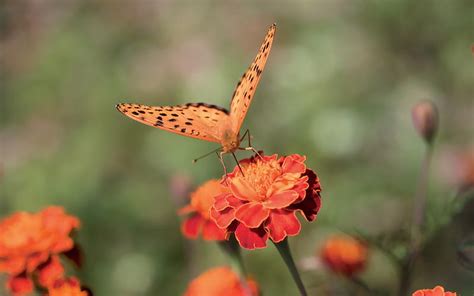 Orange Butterfly On An Orange Flower Hd Wallpaper Peakpx
