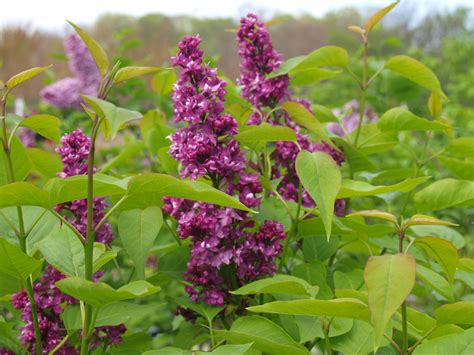 Forgotten Lilacs Knechts Nurseries And Landscaping Lilacs Planting Flowers Lilac Landscape