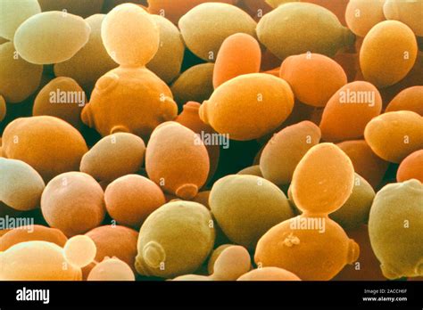 Yeast Cells Coloured Scanning Electron Micrograph Sem Of Budding