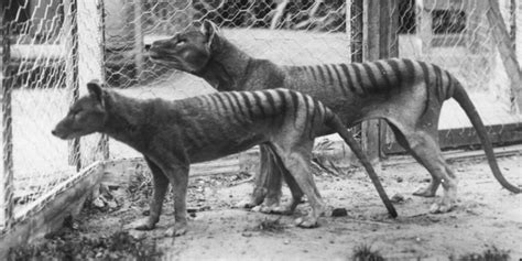 11 Animals That Are Now Extinct And Its Our Fault Huffpost