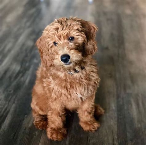 Goldendoodle miniature mini goldendoodle puppies goldendoodles golden labradoodle golden doodles pet pictures dog whisperer fur babies cute dogs shelf future pets board. Pin by Anne carson on carson in 2020 | Teacup goldendoodle ...