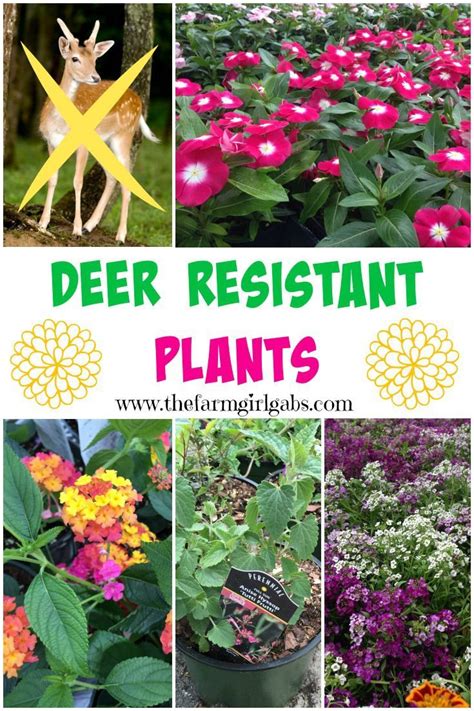 Deer Resistant Plants How Does Your Garden Grow Deer Resistant
