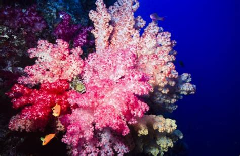 Corals Stock Photos Royalty Free Corals Images Depositphotos
