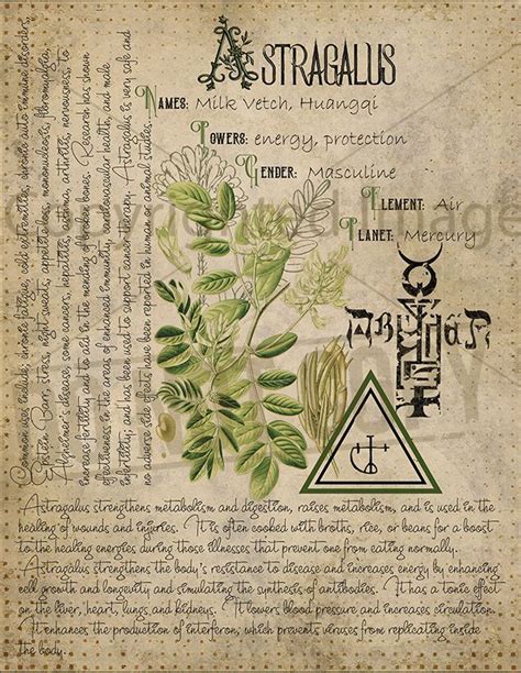 Book Of Shadows Printable Pages Of Herbs Witchcraft Herbal Etsy