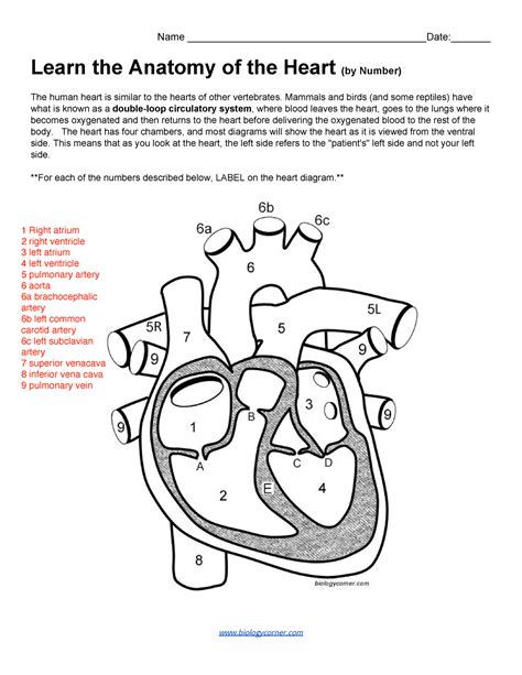 Learn The Anatomy Of The Heart By Number Name