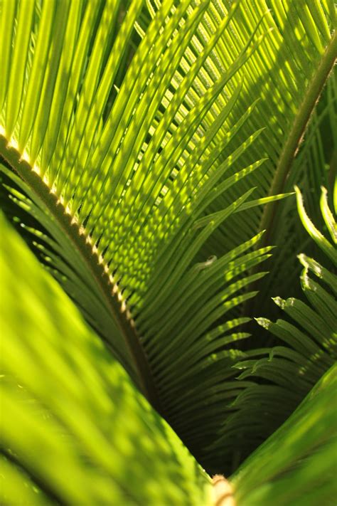 You can send these pictures and images there are many ways to celebrate the event but sharing palm sunday 2020 images with friends, family and loved ones on an auspicious day is really. Palm Sunday Pictures | Download Free Images on Unsplash