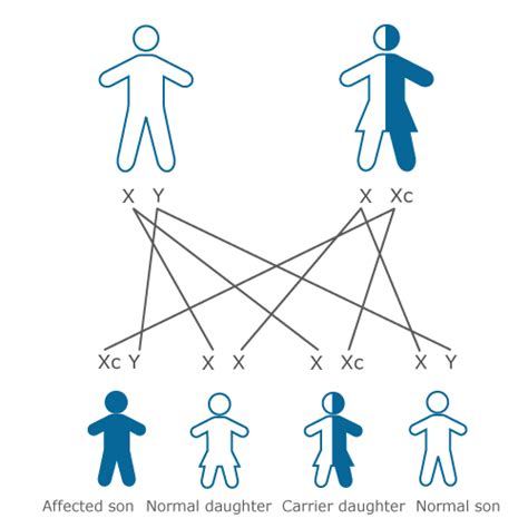 While homologous chromosomes carry genes for the same trait, there are often small variations in the nucleotide sequences that result in different versions of that trait. DISCERN - Background