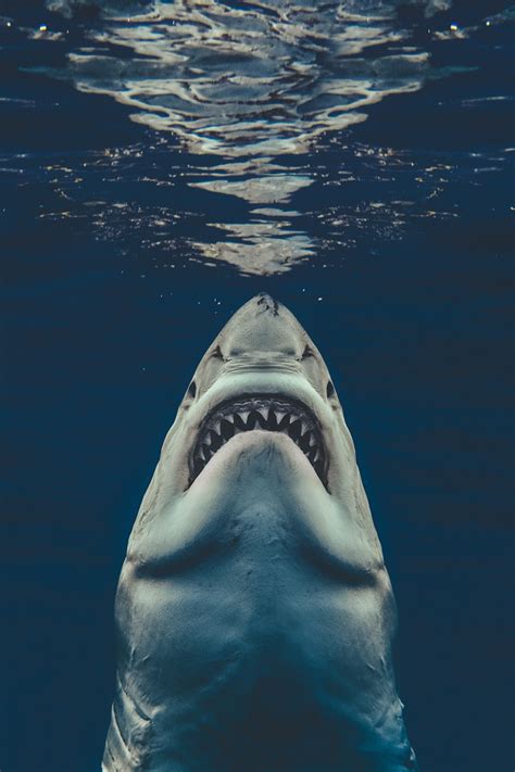 Brave Photographer Recreated Jaws Poster With Real Great White Shark