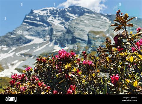 Snowy Mountain Close Up Hi Res Stock Photography And Images Alamy