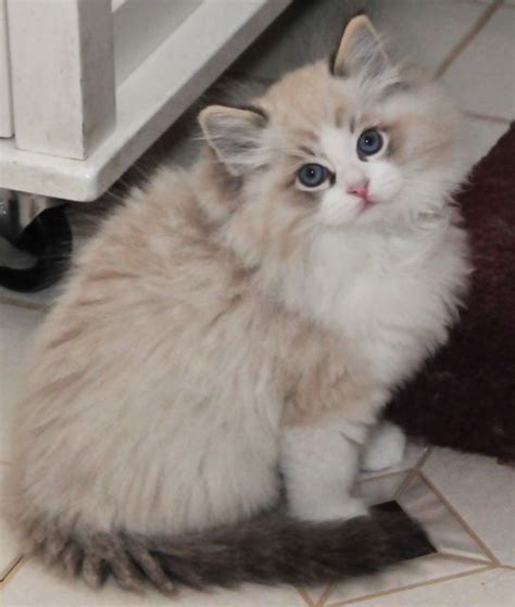 Seal Lynx Bicolor Ragdoll They Flop In Your Arms When You Pick Them Up