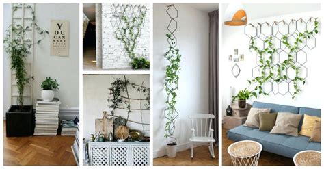 There are many types of ivy to choose from, depending on your climate and what you want from your ivy plant. Indoor Ivy Plants English Ivy Indoor Plant For Sale ...