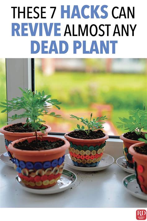 It is because, it prevents the cactus from losing water. Don't Have a Green Thumb? These 7 Hacks Can Revive Almost ...