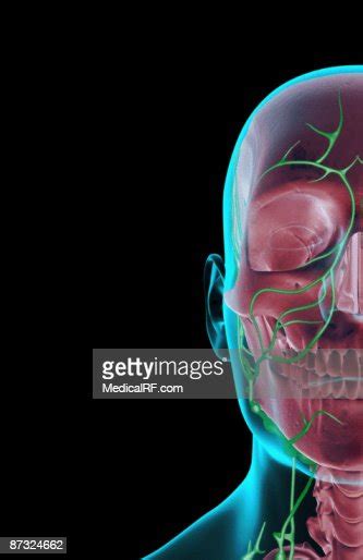 The Lymph Supply Of The Face High Res Vector Graphic Getty Images