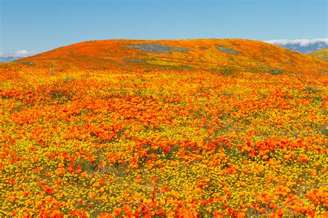 Maybe you would like to learn more about one of these? Poppy reserve antelope valley 2020 | Antelope Valley ...