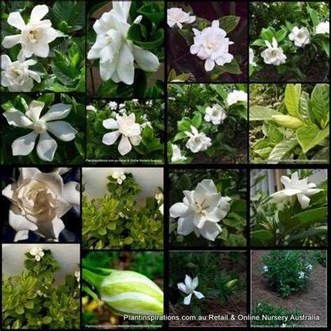 Gardenia X 8 Plants 3 Types Fragrant White Double Flowering Cottage