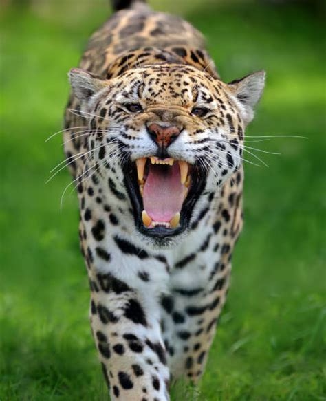Jaguar Roar Stock Photos Pictures And Royalty Free Images Istock