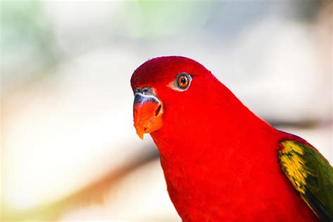 Chattering Lory Parrot Standing On Branch Tree Beautiful Red Parrot