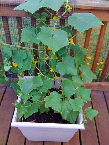 How To Grow Cucumber How To Grow Foods