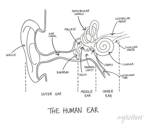 Hand Drawn Illustration Of Human Ear Anatomy Posters For The Wall