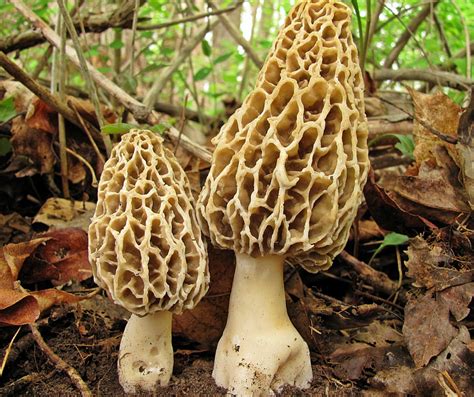 La Morchella o spugnola, un fungo pregiato davvero speciale