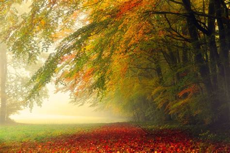 Misty Autumn Forest Path Hd Wallpaper Background Image 2048x1365