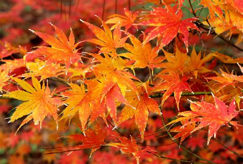 Maple leaf emblem icon vector illustration design. Japanese maples reveal the vivid hues of fall on the Gulf ...