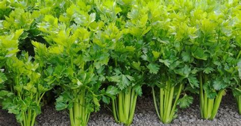 Tanaman seledri ini sangat mudah untuk dapat dikenali selain dari jenis bentuknya, seledri juga mempunyai aroma yang khas. Cara Menanam Seledri dengan Mudah di Rumah - Solusi Menarik