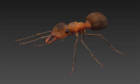 3d model ant 3d vr ar low poly cgtrader