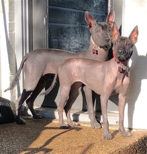 Mexican Hairless Puppies For Sale Flower Mound Tx 336952