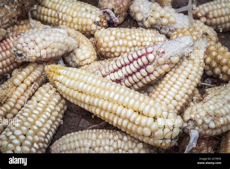 Maize Zea Mays Plant Harvested And Drying Out After Harvest Uganda