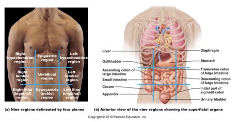 The stomach is able to secrete enzymes and acid from its cells, which enables it to perform its digestive functions. Anatomy & Physiology 1 (BIOL 2401) Chapter 1 Flashcards by ...