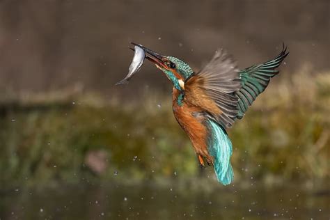 Hd Wallpaper Water Drops Squirt Background Bird Fish Kingfisher