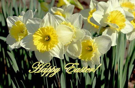 Happy Easter Daffodils Photograph By Rosanne Jordan