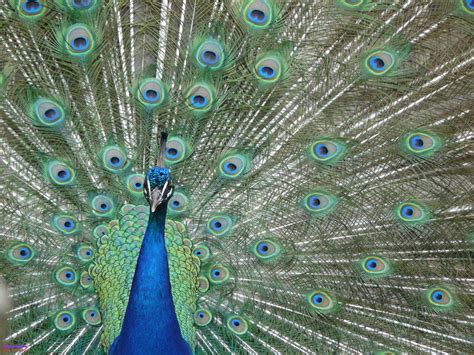 Portrait Of A Peacock By ThePusch On DeviantArt