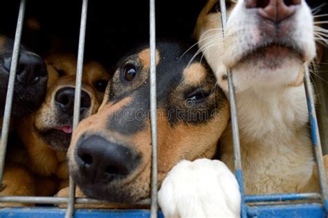 Dogs Are Sitting Behind Bars A Shelter For Homeless Animals Stock