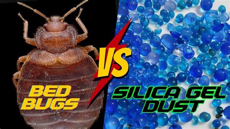 Does Silica Gel Dust Really Work For Bed Bugs Complete Tutorial