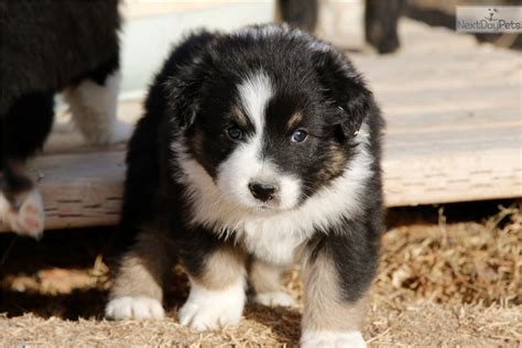 From puppies to seniors, we help dogs of all life stages put their best paw forward with positive dog training classes. Btm2: Australian Shepherd puppy for sale near Bozeman, Montana. | e99ce668-4701