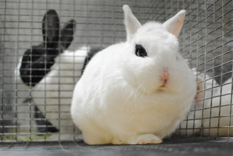12 Charming Dwarf Rabbit Breeds With Pictures With Pictures Pet Keen