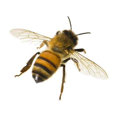 Bumblebee Insect Png Transparent Png Mart