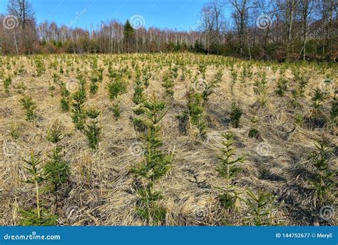 Young Forest Trees Growing Stock Image Image Of Growth 144752677