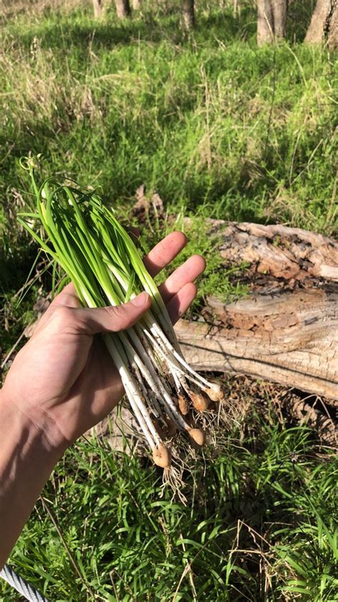 ‘tis The Season For Wild Onions Rforaging