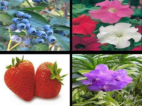 Different Science Topics Plant Pigments