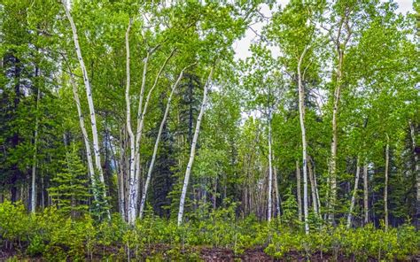 White Birch Stock Image Image Of Landscape Woods Meadow 34777981